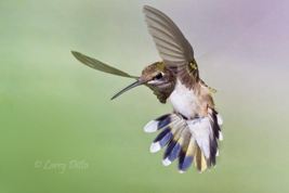 Larry Ditto Hummingbird