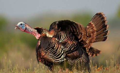 Wild Turkey (Ruth Hoyt website)